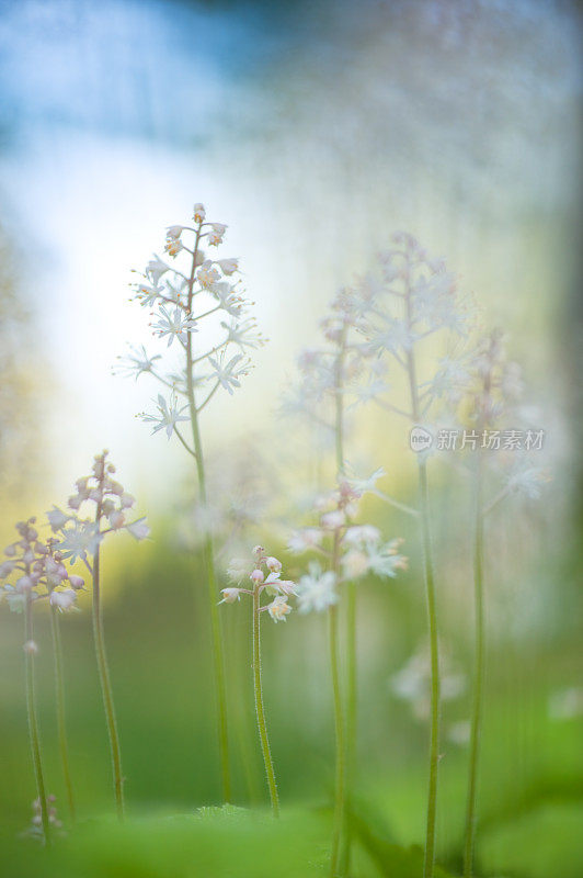 泡沫花(Tiarella cordifolia)